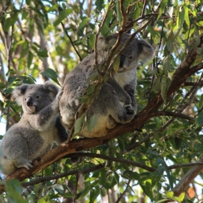 Phascolarctos cinereus (Koala) at Mount Byron, QLD - 13 Nov 2015 by NONILOU