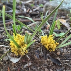 Lomandra bracteata (Small Matrush) at Googong, NSW - 14 Nov 2015 by Wandiyali