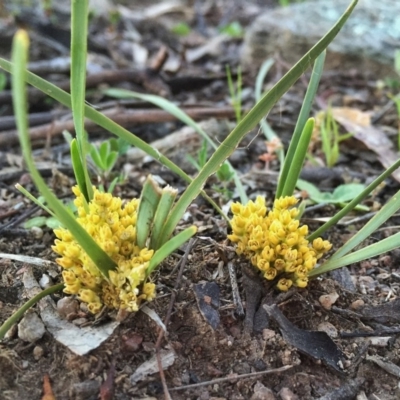 Lomandra bracteata (Small Matrush) at Wandiyali-Environa Conservation Area - 14 Nov 2015 by Wandiyali