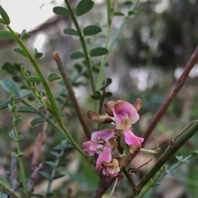 Indigofera adesmiifolia (Tick Indigo) at Googong, NSW - 14 Nov 2015 by Wandiyali