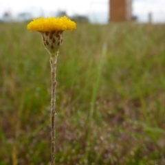 Leptorhynchos squamatus subsp. squamatus (Scaly Buttons) at Bigga, NSW - 17 Oct 2015 by JanetRussell