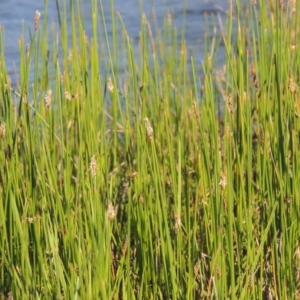 Eleocharis acuta at Paddys River, ACT - 28 Oct 2015