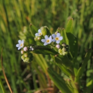 Myosotis laxa subsp. caespitosa at Paddys River, ACT - 28 Oct 2015 06:11 PM