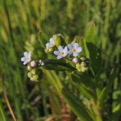 Myosotis laxa subsp. caespitosa (Water Forget-me-not) at Paddys River, ACT - 28 Oct 2015 by michaelb