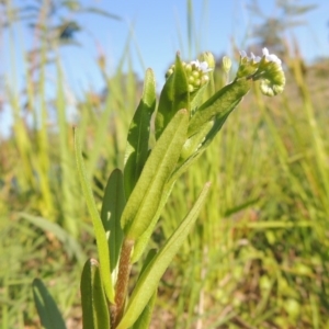 Myosotis laxa subsp. caespitosa at Paddys River, ACT - 28 Oct 2015 06:11 PM