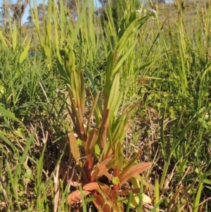 Myosotis laxa subsp. caespitosa at Paddys River, ACT - 28 Oct 2015 06:11 PM