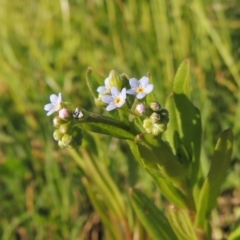 Myosotis laxa subsp. caespitosa at Paddys River, ACT - 28 Oct 2015 06:11 PM