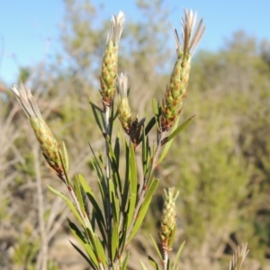 Callistemon sieberi at Paddys River, ACT - 28 Oct 2015