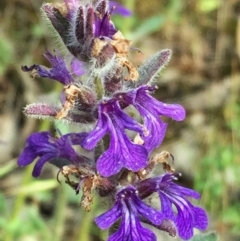 Ajuga australis (Austral Bugle) at Jerrabomberra, NSW - 15 Nov 2015 by Wandiyali