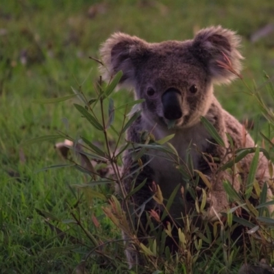 Phascolarctos cinereus (Koala) at Collingwood Park, QLD - 13 Nov 2015 by nikkitures