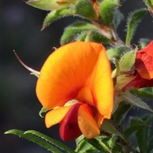 Pultenaea procumbens at Jerrabomberra, NSW - 15 Nov 2015