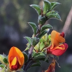 Pultenaea procumbens at Jerrabomberra, NSW - 15 Nov 2015