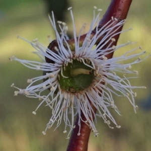 Eucalyptus pauciflora subsp. pauciflora at QPRC LGA - 15 Nov 2015 09:25 AM