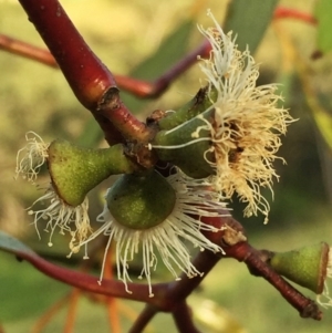 Eucalyptus pauciflora subsp. pauciflora at QPRC LGA - 15 Nov 2015 09:25 AM