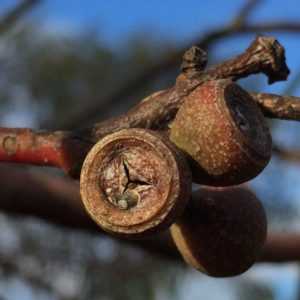 Eucalyptus pauciflora subsp. pauciflora at QPRC LGA - 15 Nov 2015 09:25 AM