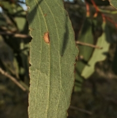 Eucalyptus pauciflora subsp. pauciflora at QPRC LGA - 15 Nov 2015 09:25 AM