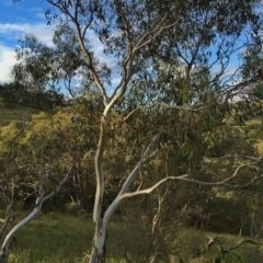 Eucalyptus pauciflora subsp. pauciflora at QPRC LGA - 15 Nov 2015