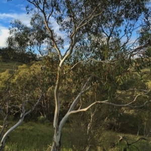 Eucalyptus pauciflora subsp. pauciflora at QPRC LGA - 15 Nov 2015 09:25 AM