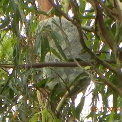 Phascolarctos cinereus (Koala) at Rous, NSW - 8 Nov 2015 by Goodvibes