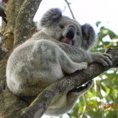 Phascolarctos cinereus (Koala) at Rous, NSW - 10 Nov 2015 by Goodvibes