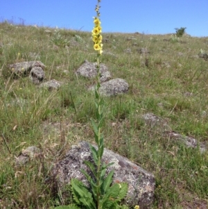 Verbascum virgatum at Red Hill, ACT - 15 Nov 2015