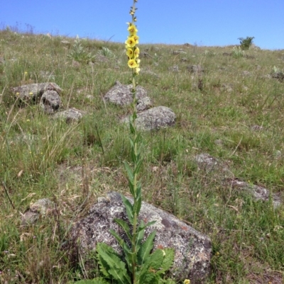 Verbascum virgatum (Green Mullein) at Red Hill, ACT - 15 Nov 2015 by Ratcliffe