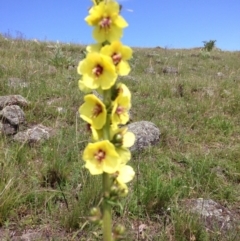 Verbascum virgatum at Red Hill, ACT - 15 Nov 2015