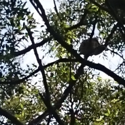 Phascolarctos cinereus (Koala) at Port Macquarie, NSW - 14 Nov 2015 by Charlesbusby