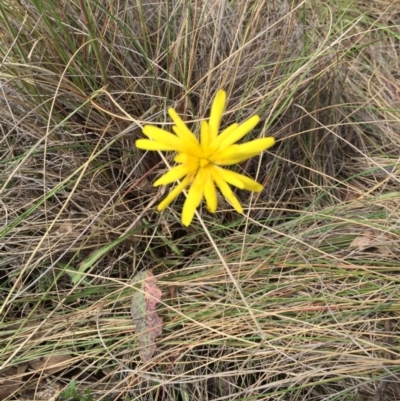 Microseris walteri (Yam Daisy, Murnong) at Bungendore, NSW - 15 Nov 2015 by yellowboxwoodland