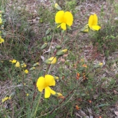 Gompholobium minus (Dwarf Wedge Pea) at Bungendore, NSW - 15 Nov 2015 by yellowboxwoodland