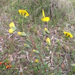 Gompholobium minus at Bungendore, NSW - 15 Nov 2015