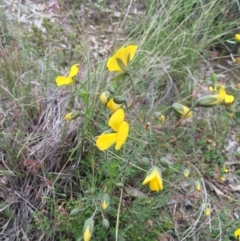 Gompholobium minus at Bungendore, NSW - 15 Nov 2015