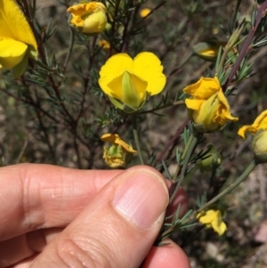 Gompholobium minus at Bungendore, NSW - 15 Nov 2015