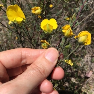 Gompholobium minus at Bungendore, NSW - 15 Nov 2015