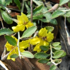 Goodenia hederacea (Ivy Goodenia) at Fadden, ACT - 15 Nov 2015 by ArcherCallaway