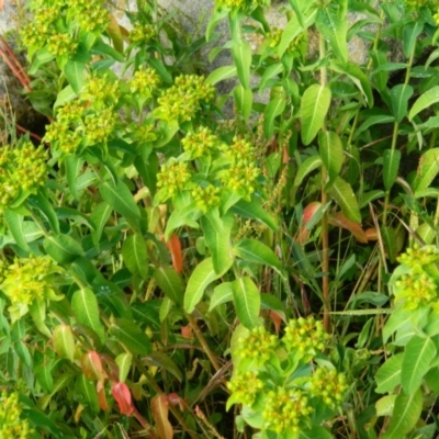 Euphorbia oblongata (Egg-leaf Spurge) at Wanniassa Hill - 14 Nov 2015 by RyuCallaway