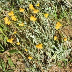 Chrysocephalum apiculatum at Wanniassa Hill - 15 Nov 2015