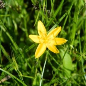 Hypoxis hygrometrica at Wanniassa Hill - 15 Nov 2015 09:45 AM