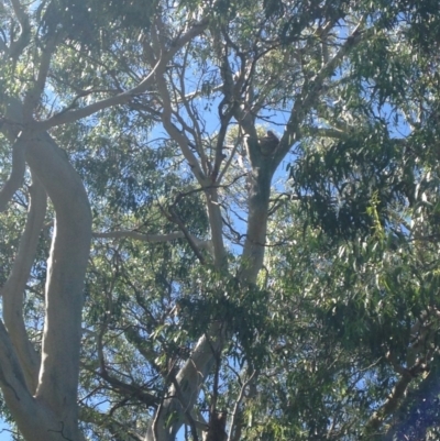 Phascolarctos cinereus (Koala) at Norton Summit, SA - 15 Nov 2015 by Spotto