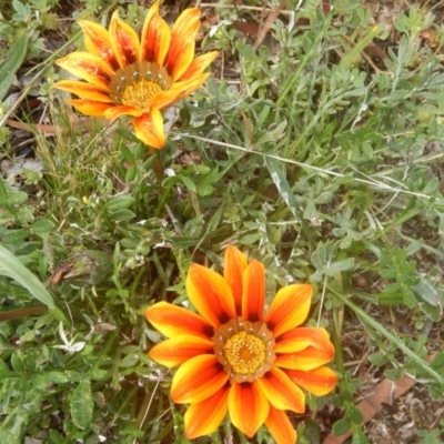 Gazania x splendens (Gazania) at Bruce, ACT - 15 Nov 2015 by MichaelMulvaney