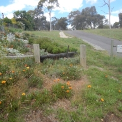 Gazania x splendens at Bruce, ACT - 15 Nov 2015 01:56 PM