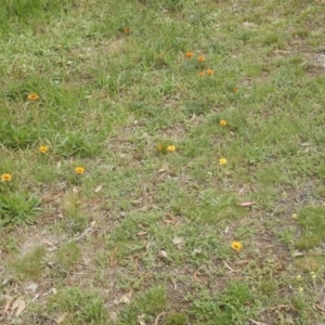 Gazania x splendens at Bruce, ACT - 15 Nov 2015 01:56 PM