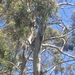 Phascolarctos cinereus (Koala) at Horsnell Gully, SA - 15 Nov 2015 by Spotto