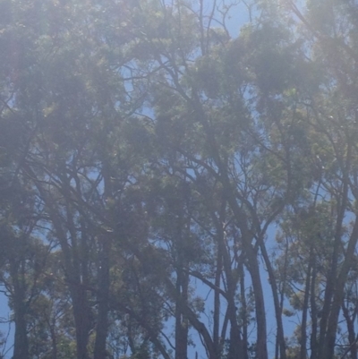 Phascolarctos cinereus (Koala) at Horsnell Gully, SA - 15 Nov 2015 by Spotto