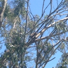 Phascolarctos cinereus (Koala) at Horsnell Gully, SA - 15 Nov 2015 by Spotto