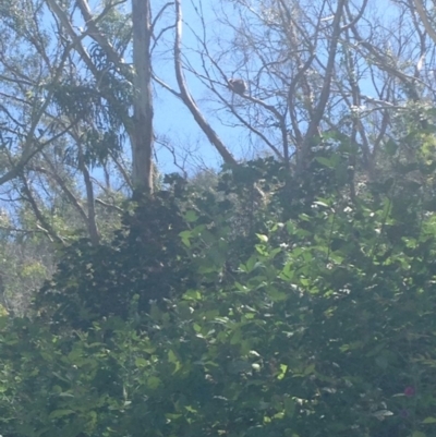 Phascolarctos cinereus (Koala) at Horsnell Gully, SA - 15 Nov 2015 by Spotto