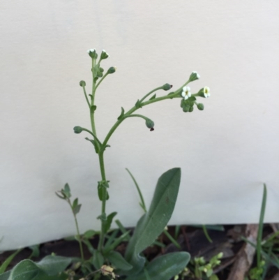 Hackelia suaveolens (Sweet Hounds Tongue) at Bungendore, NSW - 15 Nov 2015 by yellowboxwoodland