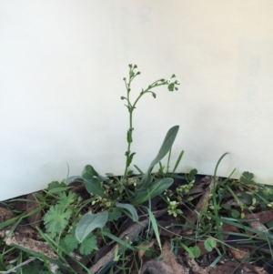 Hackelia suaveolens at Bungendore, NSW - 15 Nov 2015