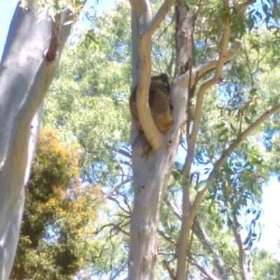 Phascolarctos cinereus (Koala) at Glenalta, SA - 15 Nov 2015 by PeteBec