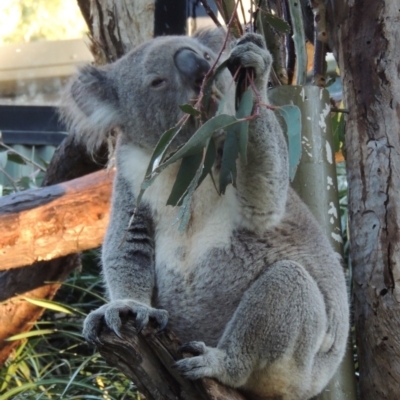 Phascolarctos cinereus (Koala) at Molonglo Valley, ACT - 3 Jun 2015 by michaelb